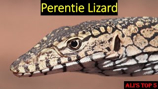 Alis Top 5  Perentie Lizard Facts [upl. by Ling]