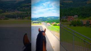 Patataj Patataj ASMR equestrain horseenthusiast horse horses horseriding asmr jazdakonna [upl. by Ailedo]