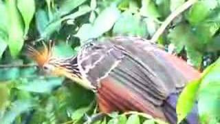 Hoatzin Bird in the Amazon [upl. by Komsa]