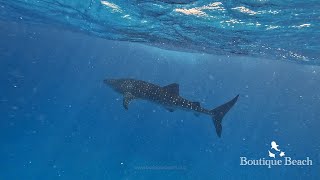 161024  Dives at Whale Shark Seven Heaven amp Randhi Week near Dhigurah South Ari Atoll  Maldives [upl. by Ecreip701]