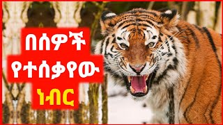 🔴 በሰዎች እየተሰቃየ ያደገው ነብር  film wedaj  mert film  ምርጥ ፊልም  sera film [upl. by Enitnatsnoc840]