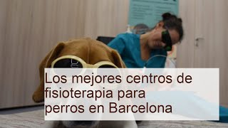 Descubre los Mejores Centros de Fisioterapia para Perros en Barcelona [upl. by Cyprio368]