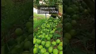 PANEN JERUK LEMON 1 batang 100kg [upl. by Anaitsirk182]