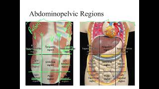 Dr Benaduce Abdominopelvic Regions amp Quadrants Introduction to Anatomy Lecture [upl. by Elissa]