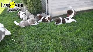 Playful Newfoundland Puppies [upl. by Vladi527]