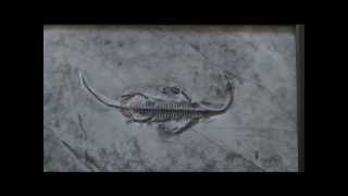 RETTILE FOSSILE KEICHOUSAURUS HUI TRIASSICO MEDIO  DRAGO DI GUIZHU FOSSIL [upl. by Neehar664]