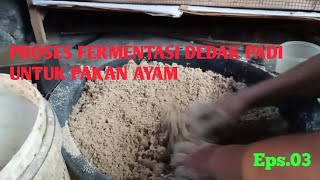 Cara fermentasi dedak padi untuk pakan ayam ❗❗ [upl. by Aener444]