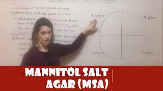 Mannitol Salt Agar MSA [upl. by Sontag]