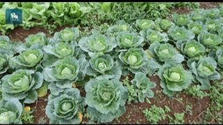 Agricultores cultivam hortas orgânicas em São Mateus [upl. by Kele]