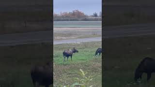 Cow Moose Calf Moose 🫎 At the Airport on the way to work Galena alaska remote wildlife [upl. by Niahs]