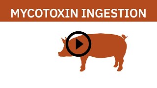 Mycotoxins and Swine Explainer [upl. by Omrellig]