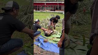 Pig Sacrifice in Toraja Honoring the Deceased TorajaRituals PigSacrifice culturalheritage [upl. by Nica904]