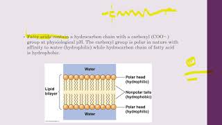 Amphipathic lipids [upl. by Marcile]