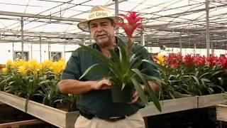 Guzmania Care Instructionsavi [upl. by Ezarras]