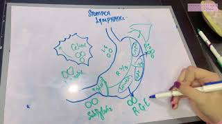 Lymphatics of Stomach Made EASY  Virchow’s Node Important Clinical [upl. by Oiretule824]