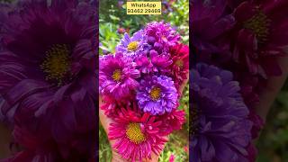 asters My garden aster flower saplings n seeds sale WhatsApp 93462 29469 ytshorts shorts [upl. by Ssalguod]