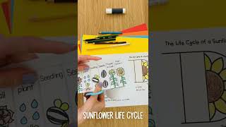 Life Cycle of a Sunflower Foldable Craft Science Activity for Kids kidscraft lifecycles [upl. by Grata]