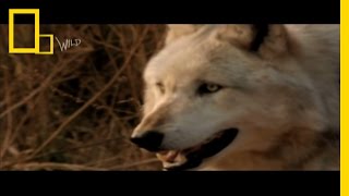 Wolf Bite  Dangerous Encounters Bite Force 2  National Geographic [upl. by Astra]