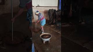 Bazzad Dairy Farm shorts trending youtubeshorts farming animals [upl. by Conan]