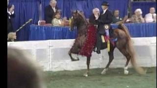 Five Gaited American Saddlebred World Champion Boucheron [upl. by Tap553]