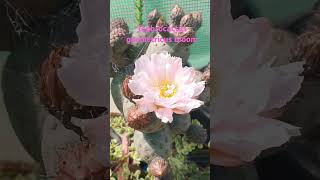 Tephrocactus geometricus bloom [upl. by Nael372]