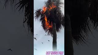 Bats living on palm trees are surprisingly numerous amazing shorts [upl. by Bonucci]