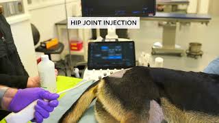 Ultrasoundguided arthrocentesis amp intraarticular injections of the hip amp shoulder joints in dogs [upl. by Sanfred]