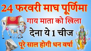 24 फरवरी माघ पूर्णिमा पर गाय माता को खिला दें ये एक गुप्त चीज होगी हर मनोकामना पूर्ण [upl. by Roseanne]