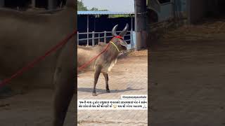 Kankrej cow ❤️ jogmaya gaushala ❤️ ytshort video viral [upl. by Upshaw807]