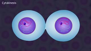 Mitosis and the Cell Cycle Animation [upl. by Kyrstin204]