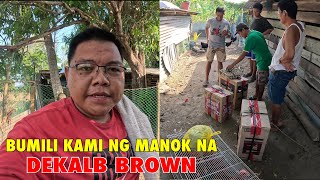 Pagbili ng Manok na Dekalb Brown sa Paniqui Tarlac [upl. by Atikir]