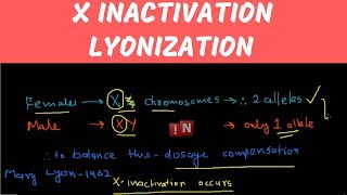 X Inactivation – Lyonization [upl. by Arlie]