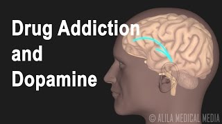 Mechanism of Drug Addiction in the Brain Animation [upl. by Ynneg]