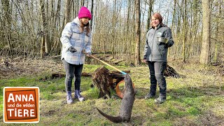 Schwimmkurs für die Fischotter  Reportage für Kinder  Anna und die wilden Tiere [upl. by Eemyaj]