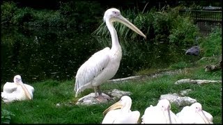 Eastern White Pelican Pelecanus onocrotalus [upl. by Aicirtap]