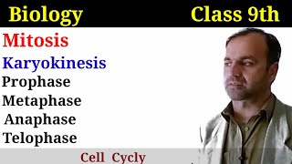 Mitosis class 9 Biology  Phases of Mitosis  Prophase metaphase anaphase and Telophase [upl. by Nagirrek]