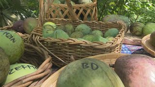 Fairchild Tropical Botanic Gardens Hosting The Mango Days Of Summer [upl. by Ahsita849]