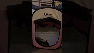 Klee Kai puppies love new bed Siedihit Def recommend from Lucky Charm Farms Beverly Hills Florida [upl. by Feodore]