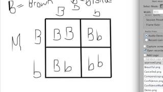 Punnett Squares [upl. by Favata]