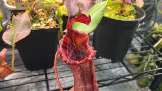 RedLeaf Exotics Nepenthes Unboxing [upl. by Launame]