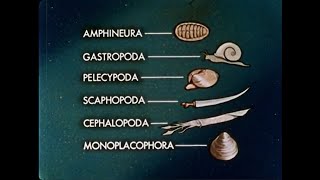 Adaptive Radiation The Mollusks  1961 [upl. by Johannessen]