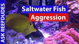 Aggressive Fish and how to deal with Fish Bullying and Aggression in the Saltwater Reef Tank [upl. by Ancalin]