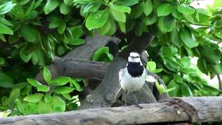 ハクセキレイの鳴き声 Motacilla alba lugens [upl. by Wilson]