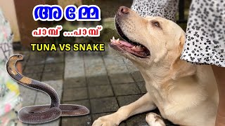 അമ്മേ പാമ്പ് പാമ്പ് 🐍 ട്യൂണയും പാമ്പും [upl. by Amsden]