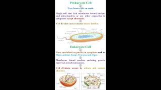 Prokaryotes Cell vs Eukaryote Cell geneticteacher [upl. by Eeliak78]