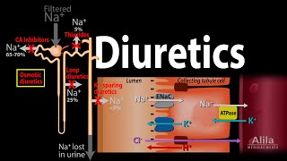 Diuretics  Mechanism of Action of Different Classes of Diuretics Animation [upl. by Dera]