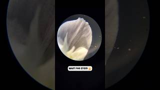 Flower Under The Microscope 🔬 biology shorts microscope [upl. by Gnouc]