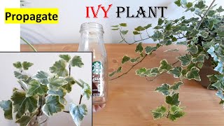 IVY plant Propagate from cutting How to water propagate IVY plant in pot indoor plant [upl. by Saibot]