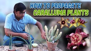 How to propagate amp care Caralluma Plants In UrduHindi [upl. by Aicyla]