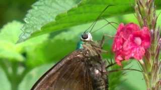 Blue butterfly moth in Venezuela [upl. by Eytak547]